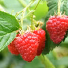 ビタミンミネラル摂取‼北海道十勝産冷凍ラズベリー［厳選品種］