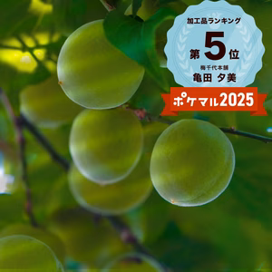 【朝もぎ当日発送】初夏の香りを届ける 紀州南高梅 青梅（特別栽培）和歌山県田辺市