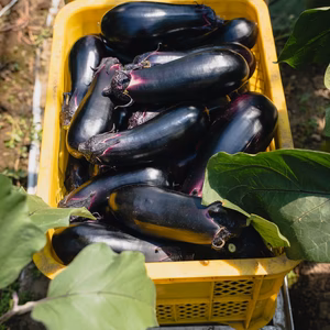 奇跡のふわとろ食感❗️【北海道十勝産 ジャンボ茄子】〜お得な規格外品をお届け〜