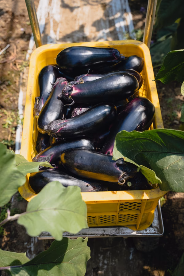 奇跡のふわとろ食感❗️【北海道十勝産 ジャンボ茄子】〜お得な規格外品をお届け〜