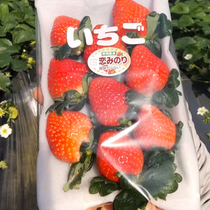 恋みのり280g （DXパック）酸味少ない香り高い新品種