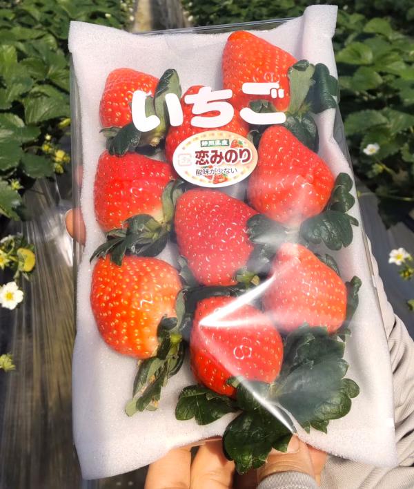 【3月発送】完熟いちご　恋みのり300g （DXパック）酸味少ない香り高い新品種