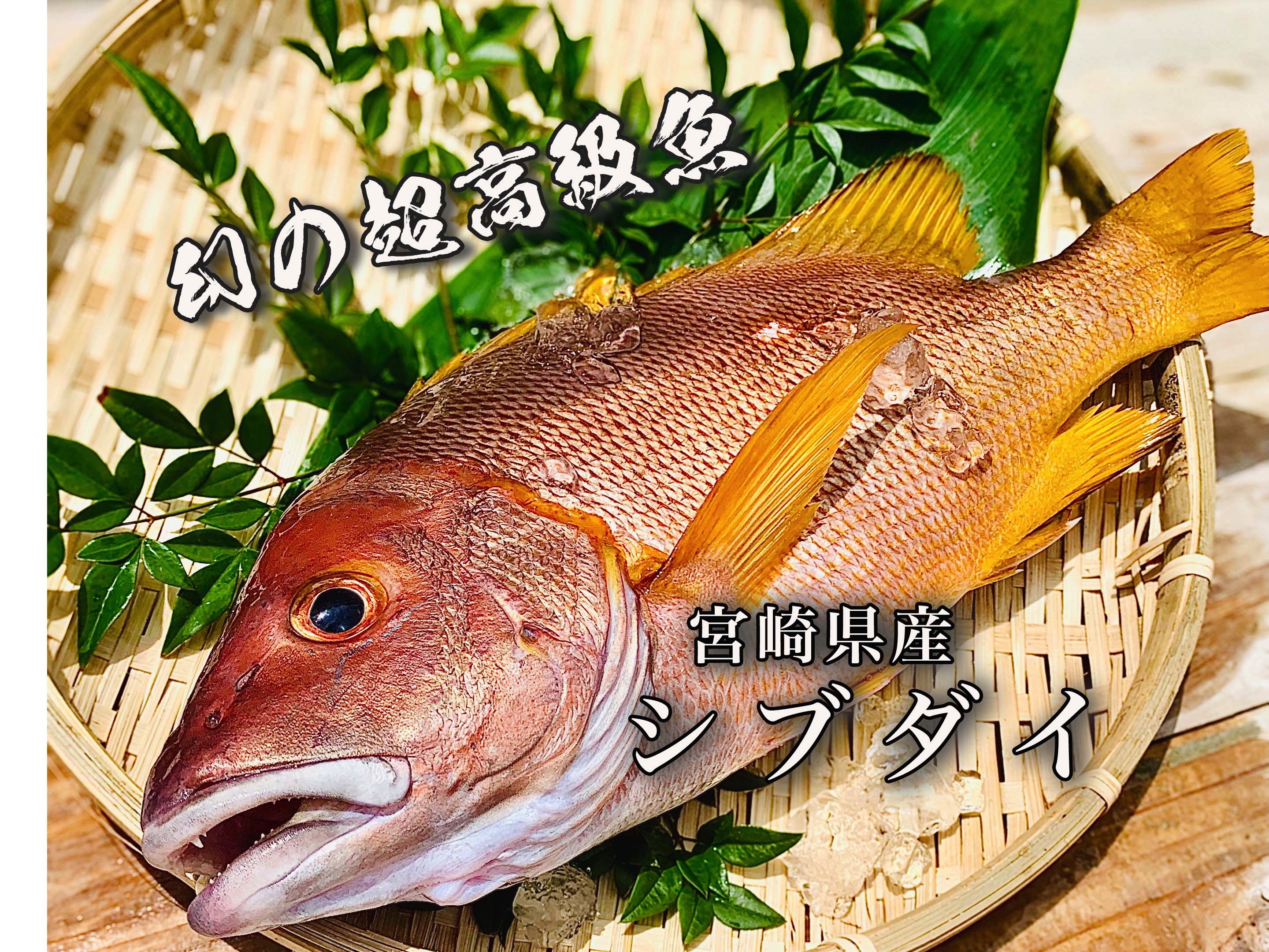 早い者勝ち 送料無料 幻 の超高級魚 シブダイ 1 2kg 農家漁師から産地直送の通販 ポケットマルシェ