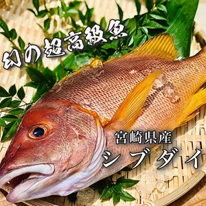 【本日１５時まで】送料無料！“幻”の超高級魚「シブダイ」（1.2kg)