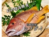 【早い者勝ち！】送料無料！“幻”の超高級魚「シブダイ」（1.2kg)