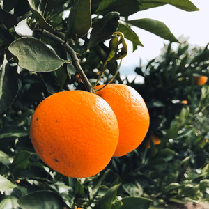 小豆島産温州みかん2kg +おまけレモン　栽培期間中農薬不使用