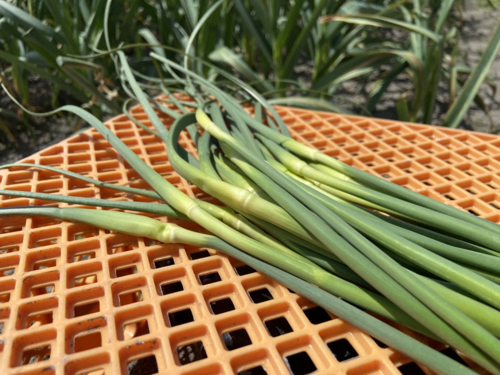 神奈川県産 5kg 朝採れきゅうり 人気の新作 - 野菜