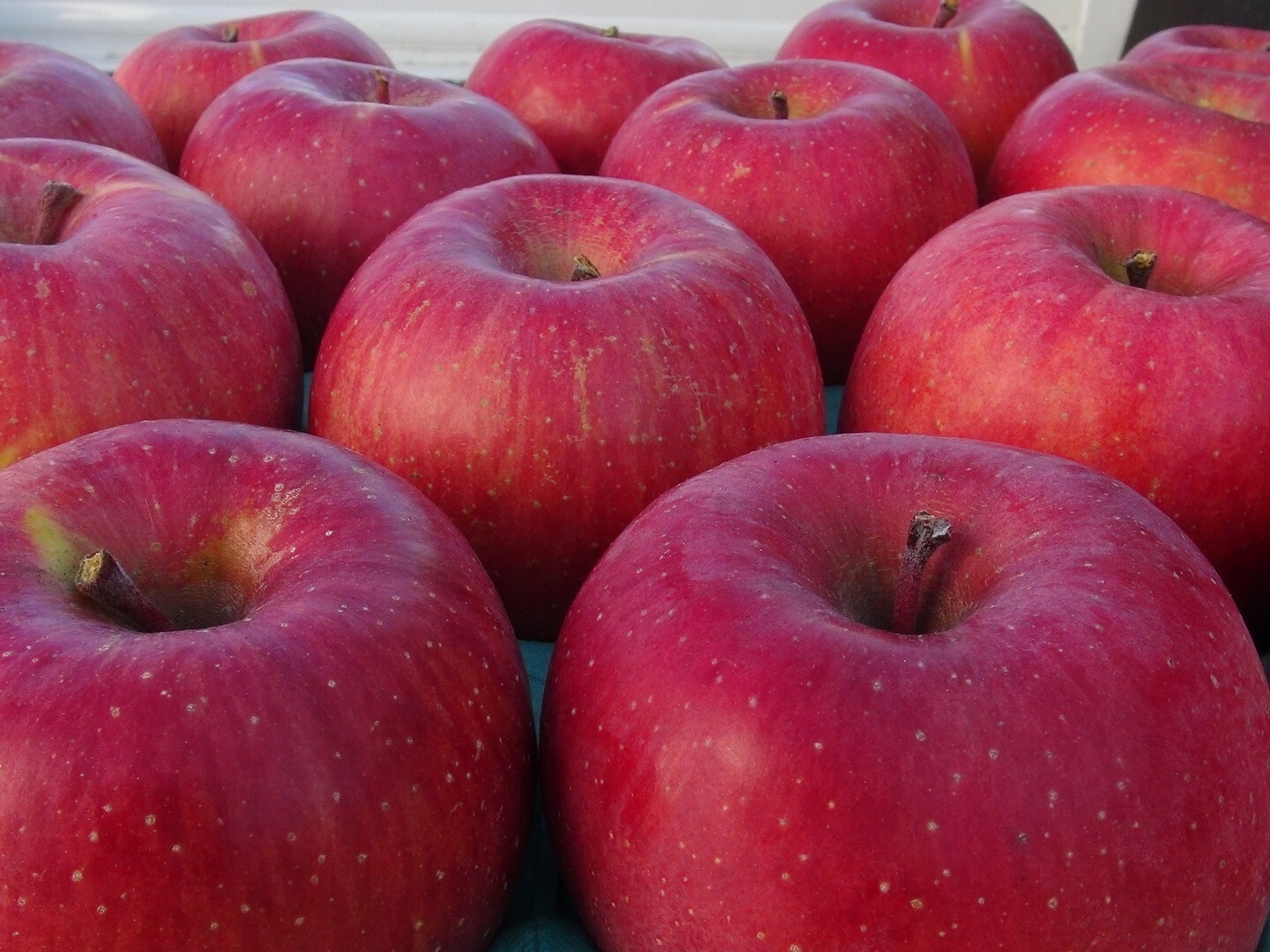 [レギュラー品]サンふじ 長野県産りんご 11月下旬〜 約5kg 12〜18個