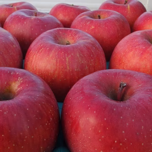 【レギュラー品】サンふじ  長野県産りんご 11月下旬～