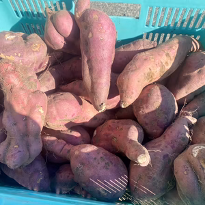 数量限定※訳あり大特価※ホクホクさつまいも【シルクスイート】　箱込み5ｋｇ