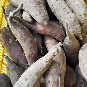 香川県産　シルクスイート 10kg さつまいも S~L サイズ