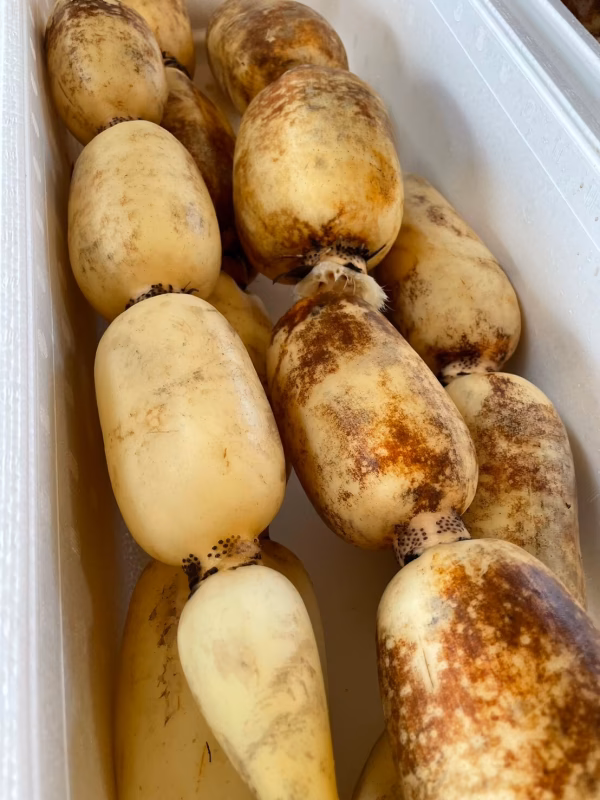 野菜ソムリエサミット【最高金賞】受賞‼️全国トップレベルのレンコン！