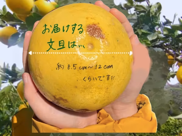 訳あり【10kg】おおぐしさんちの土佐文旦　2026年2月中発送