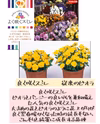 人気品種★良く咲くスミレミックス★10苗