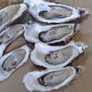 バラ牡蠣　「碧」のハジキ物　７ｋｇ(４０個くらい)　生食可