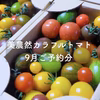 【9月発送ご予約】美農然カラフルトマト  