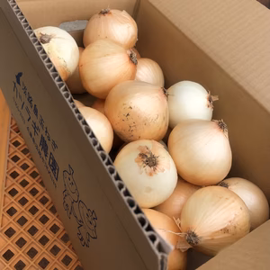 カツラギ農園　淡路島新玉ねぎ（訳あり）品種　七宝