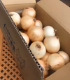 カツラギ農園　淡路島新玉ねぎ（訳あり）品種　七宝