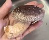 千葉県産　肉厚プリプリ生しいたけ