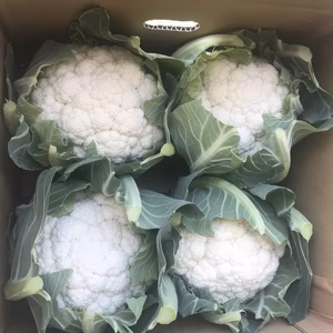 新鮮　白カリフラワー【4個入り】