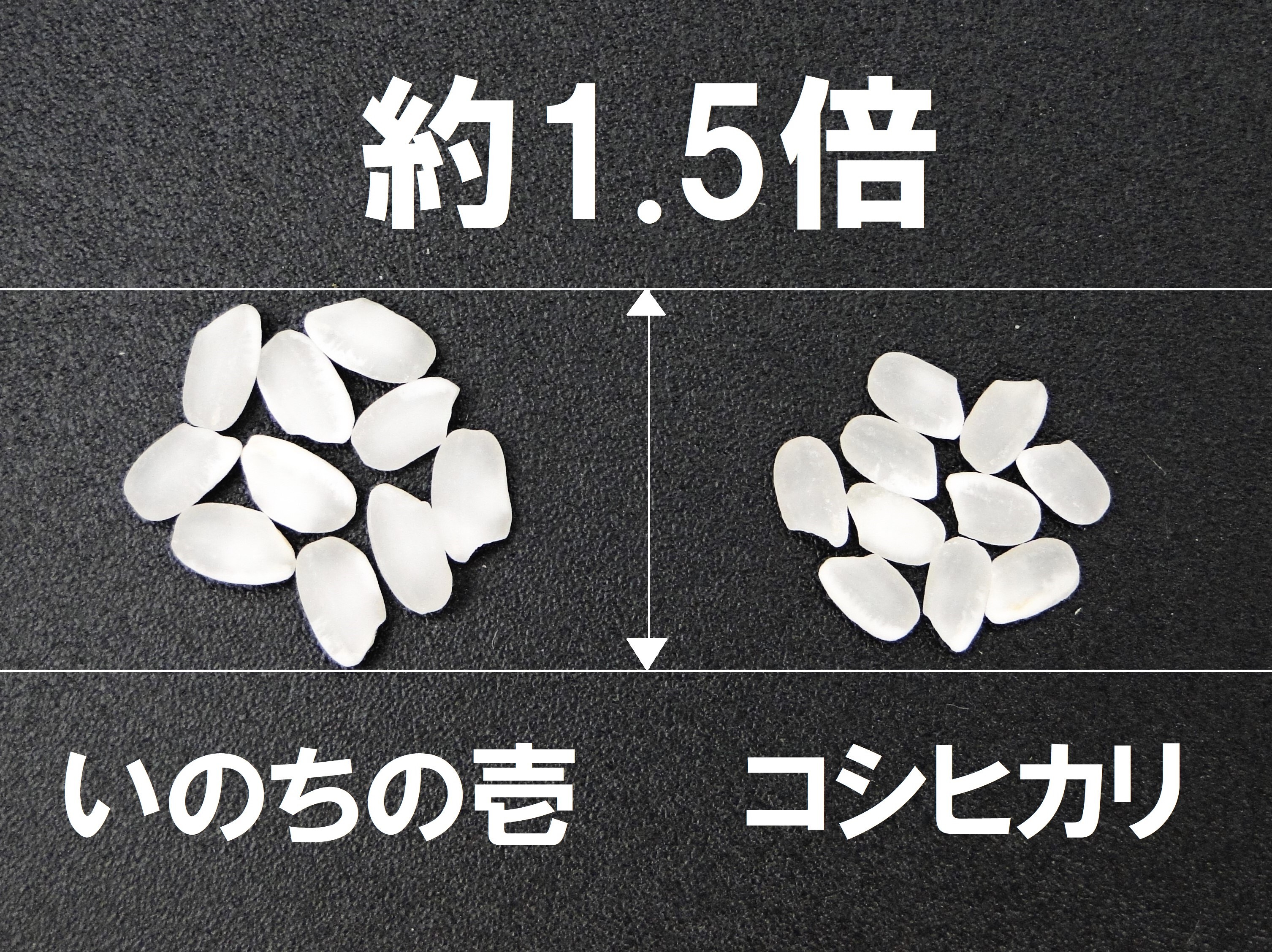MA HA　5月頃　2.1～2.2㎜選抜B品いのちの壱 精米18kg Amazon.co.jp: 【販売再開未定】山形の米いのちの壱 精米 (5kg