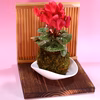 苔玉　シクラメン　(赤) 衝立付