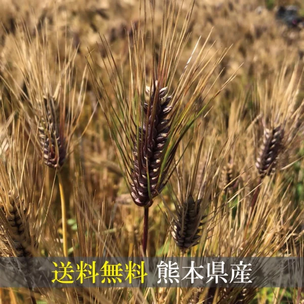 送料無料！希少！熊本県産 自然栽培紫もち麦