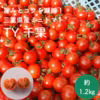 旨味とコクを凝縮！三重県産 真っ赤な完熟ミニトマト『TY千果』(約1.2㎏)