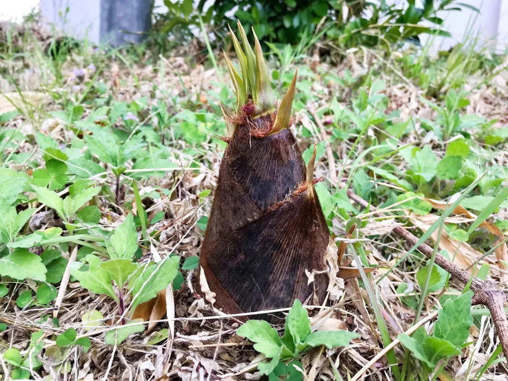 阿部農縁　国産筍水煮瓶詰め　無農薬の柔らか竹の子　朝掘りタケノコ