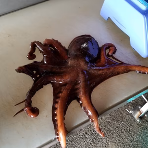 イチマン❗活〆　北海タコ(水タコ)　5k~7k  