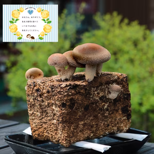 父の日ギフトに！椎茸栽培！「しいたけデル蔵くん」＋メッセージカード付