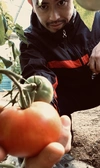 (A)樹熟　完熟トマト　大きさおまかせ
