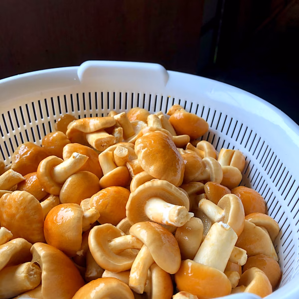 【1㎏】究極のなめこおろしに！premium特大なめこ