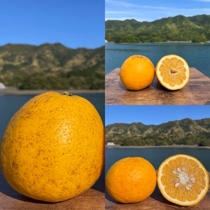 3種の柑橘（河内晩柑・紅河内晩柑・甘夏）【柑橘食べ比べ】