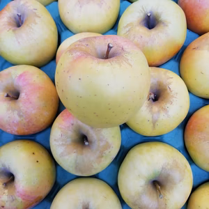 [ぐんま名月」甘くてジューシー　訳あり家庭専用　大人数様向け5キロ