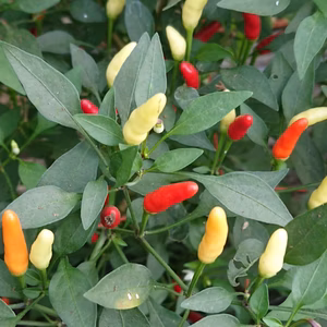 超希少‼️✨キダチトウガラシ✨