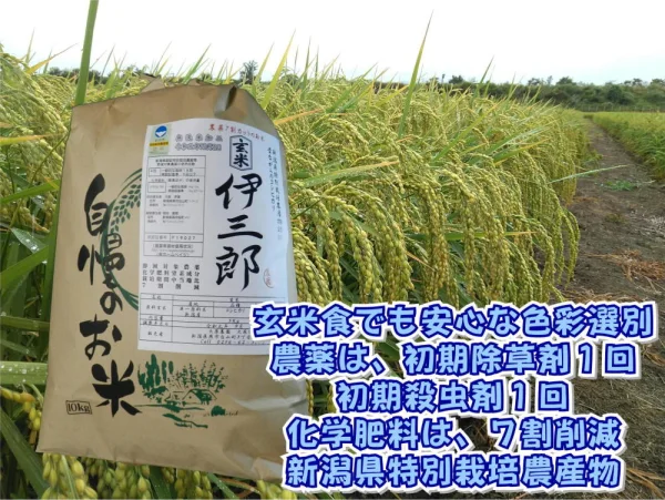 無洗玄米 令和元年産 減農薬減化学肥料栽培 コシヒカリ10Ｋｇ