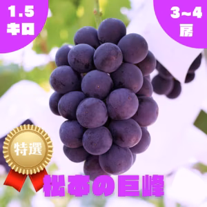 【特選】巨峰・1.5kg・2~4房