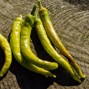 【数量限定！】固定種のタネで栽培した伏見甘長唐辛子【肥料＆農薬不使用】