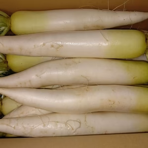 【緊急大放出】堀立て！大根15キロ