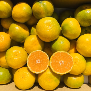 新物!段々畑の有田みかん3kg(約26～30個)