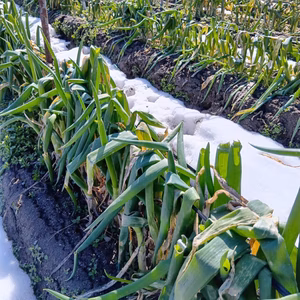 【雪害あり】泥付き白ネギ５㎏掘ったまんまお届けします