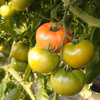 お日さまを思わせる、やさしいトマト