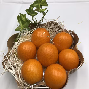 【宮崎ブランドと同品】完熟！金柑