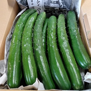 宮古島産　きゅうり