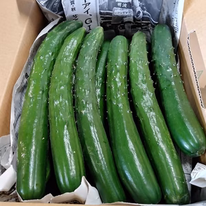 宮古島産　きゅうり