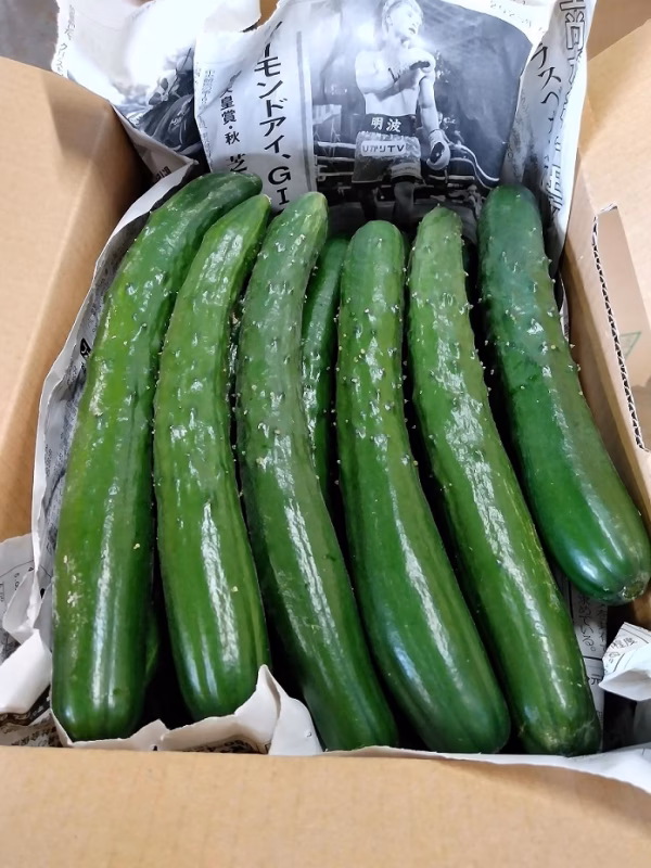 宮古島産　きゅうり