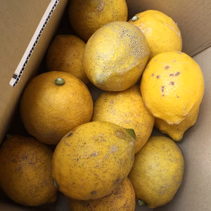 有機JAS認定　オーガニック　レモン　訳あり