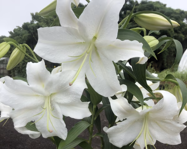 西野園芸