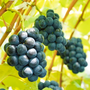 ☆ご家庭用☆　ナガノパープル４kg【８房～16房】